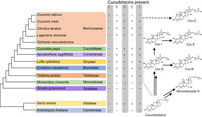 Metabolic engineering of cucurbitacins in Cucurbita pepo hairy roots